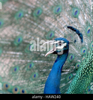 Peacock kreischt Stockfoto