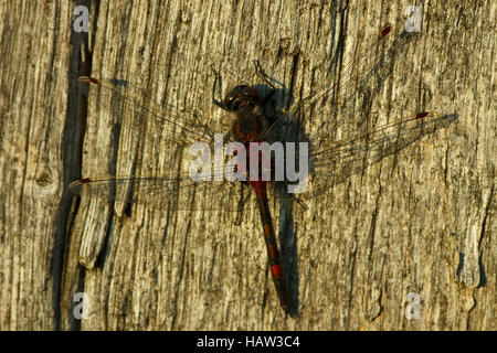 Ruby Whiteface-Leucorrhinia rubicunda Stockfoto