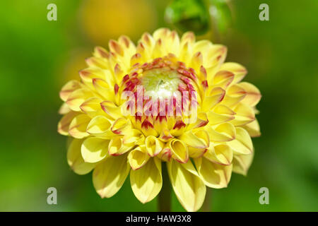 Dahlie - Sunny Boy Stockfoto