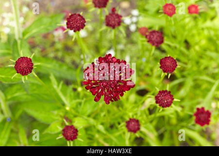 Chile-schwarz Stockfoto