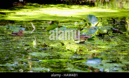 Ente in den Sumpf in Brieseta Stockfoto