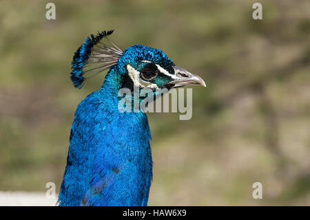 Kopf von einem männlichen indischen Pfauen (Pavo Cristatus) Anzeige hell blaue Federn Stockfoto