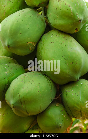 Nahaufnahme von mehreren grüne Papaya (Carica Papaya) Stockfoto