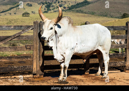Porträt eines Guserat Ochsen (Bos Taurus Indicus) in der Region von Brasilien. Stockfoto