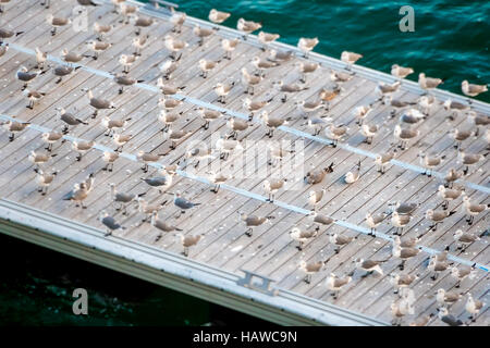 Eine Herde von Möwen sammeln auf dem Pier zu Ruhe und Bräutigam. Stockfoto