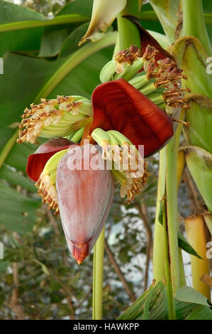 Banane Blume, Pune, Maharashtra, Indien Stockfoto