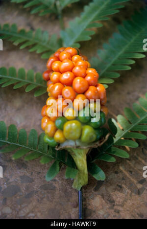 Osmunda Cinnamomea - Farn, Obst Stockfoto