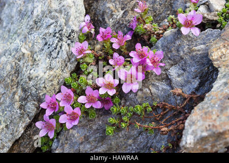 Alpenblume Saxifraga Oppositifolia (lila Steinbrech), Aostatal, Italien Stockfoto