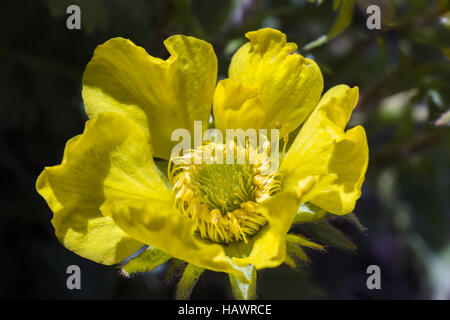 Alpenblume Closeup Geum Reptans (schleichende Avens), Aostatal, Italien Stockfoto