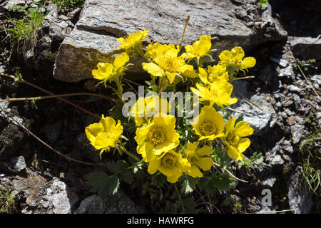 Alpenblume Geum Reptans (schleichende Avens), Aostatal, Italien Stockfoto