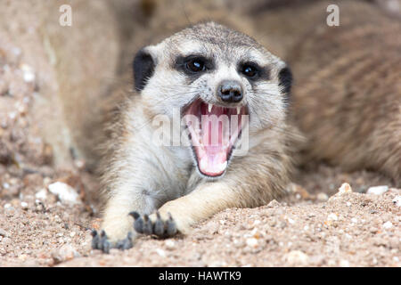 Ein Erdmännchen (Suricata Suricatta) Gähnen. Stockfoto