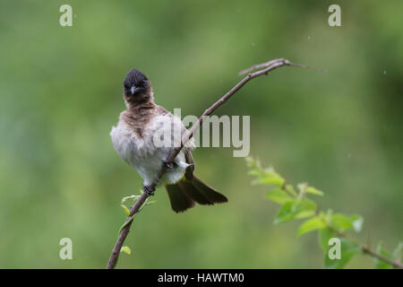 Ein dunkel-capped Bulul oder Black-Eyed-Bülbül (Pycnonotus Tricolor) in Krüger Nationalpark, Südafrika. Stockfoto