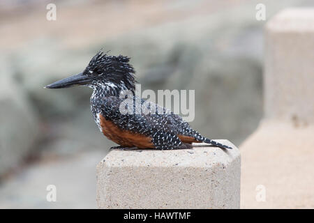 Einen riesigen Eisvogel (Megaceryle Maximus) im Krüger Nationalpark, Südafrika Stockfoto