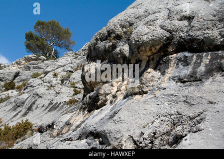 Zeder, Grand Canyon du Verdon, Frankreich Stockfoto