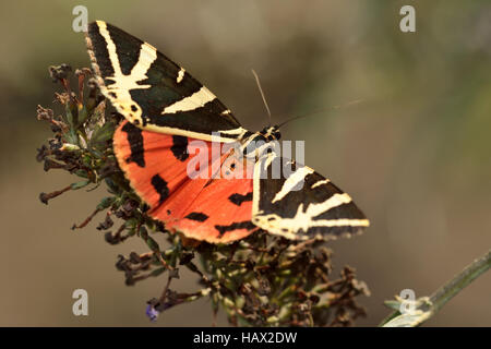 Jersey-Tiger Stockfoto