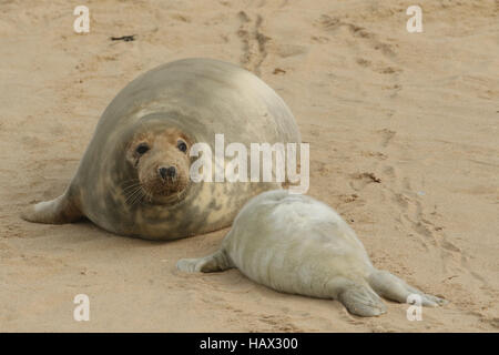 Ein grau-Siegel (Halichoerus Grypus) Mutter mit ihrem neugeborenen Welpen am Strand liegen. Stockfoto