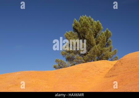 Kiefer wächst auf eine Orange ockerfarbenen Hügeln und blauen Himmel im Hintergrund. Ockerfarbenen Felsen (Französisch Colorado) in der Nähe von Rustrel (Provence, Südfrankreich) Stockfoto