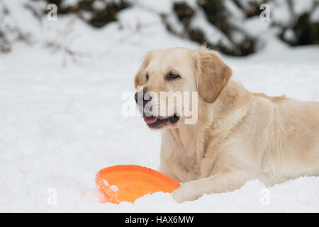 Golden Retriever ist auf Schnee liegen und mit einem orange Spielzeug spielen Stockfoto