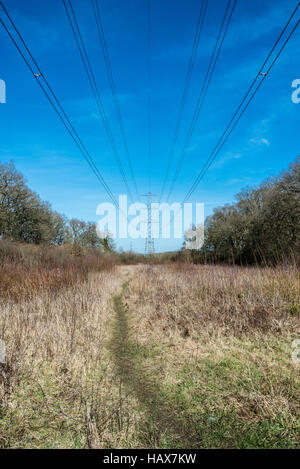 Hochspannungsleitungen durch den Wald Stockfoto