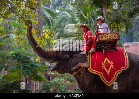 Eine hungrige asiatische Elefant mit Touristen bereisen Tempelanlage Angkor Thom hält für einen Snack von Ästen in Kambodscha. Stockfoto