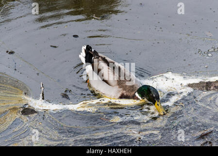 Eine männliche Stockente (Anas platyrhynchos) Ernährung in unreinen Wasser Stockfoto