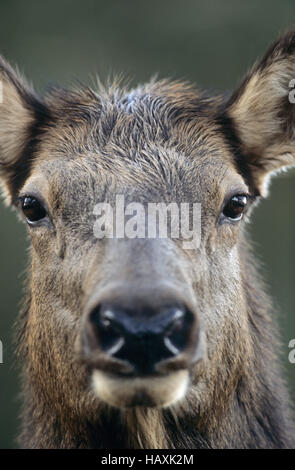 Elch Hind im Portrait - (Rocky Mountain Elk) Stockfoto