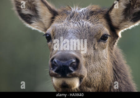 Elch Hind im Portrait - (Rocky Mountain Elk) Stockfoto