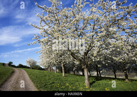 Kirschblüte in Obereggenen Stockfoto