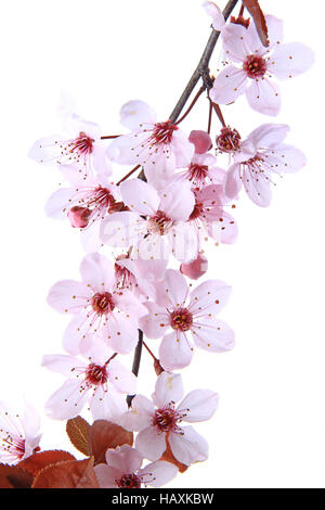 Lila-Blatt Pflaume (Prunus Cerasifera) Stockfoto