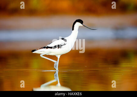 Pied Avocet Recurvirostra avosetta Stockfoto