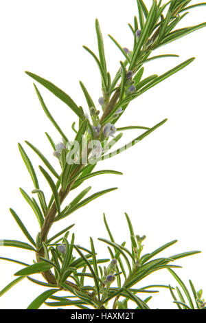 Rosmarin (Rosmarinus Officinalis) Stockfoto