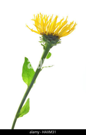 Echter Alant (Inula Helenium) Stockfoto