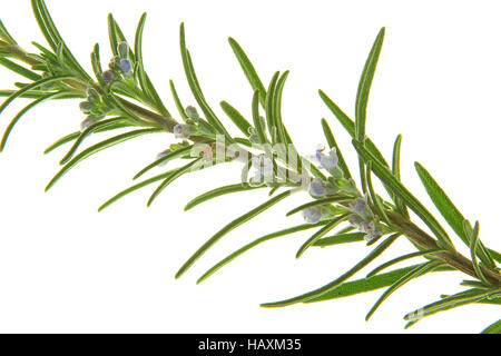 Rosmarin (Rosmarinus Officinalis) Stockfoto