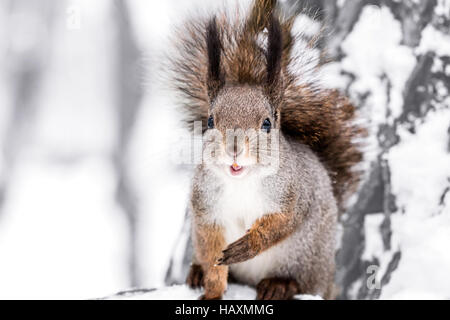 flauschige rote Eichhörnchen sitzt auf Baumstamm im verschneiten Winterwald Stockfoto