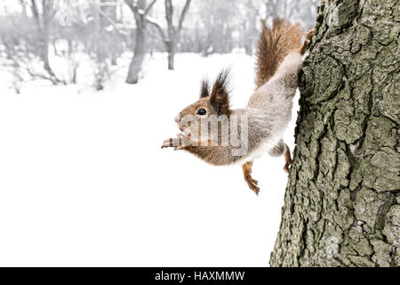 kleine flauschige Grauhörnchen Griff nach Nuss hält an Baumstamm im Winterwald Stockfoto