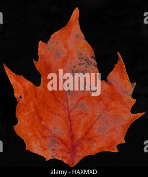 Herbst Blatt Stockfoto