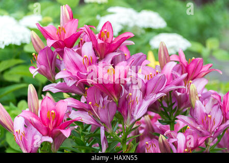 Viele rosa Lilien auf Hintergrund von weißen Hortensien im Garten Stockfoto