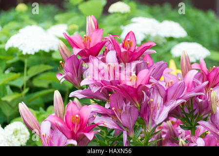 Viele rosa Lilien auf Hintergrund von weißen Hortensien im Garten Stockfoto