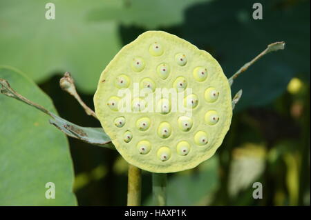 Indian Lotus, Nelumbo Nucifera, close-up von Seedhead, Sabah, Borneo, Malaysia Stockfoto