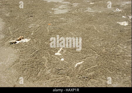 Kugeln aus Sand um Krabben Loch am Strand. Sabah, Borneo, Malaysia, Südost-Asien. Südchinesische Meer Stockfoto