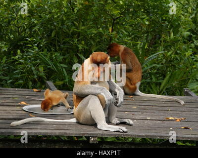 Nasenaffe (Nasalis Larvatus) oder Langnasen-Affe Stockfoto