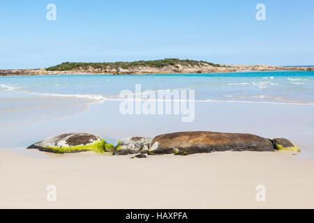 Der Strand von Madfish Bay im William Bay National Park, in der Nähe der Stadt Dänemarks, Western Australia. Stockfoto