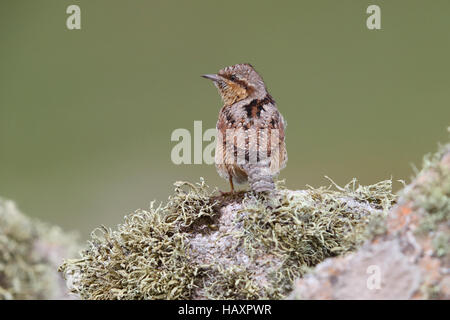 Eurasische Wendehals-Jynx torquilla Stockfoto