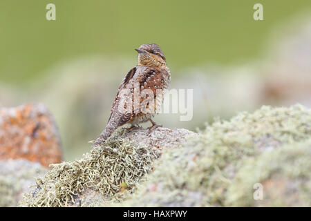 Eurasische Wendehals-Jynx torquilla Stockfoto