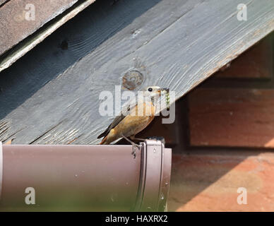 Weiblicher Gartenrotschwanz, Phoenicurus Phoenicurus, am Dach Tal Nistplatz in Shropshire Stockfoto