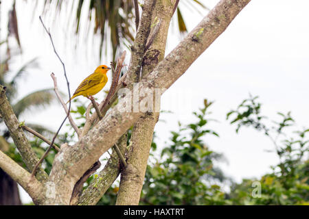 Safran Finch (Sicalis Flaveola) ist ein Voegel aus Südamerika, in Brasilien als "Canario da Terra" genannt (Kanarische Land) Stockfoto