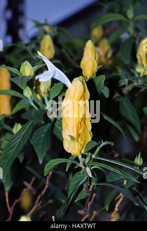 Lutscher Pflanze oder golden Garnelen Pflanzen (Patchystachys Lutea) closeup Stockfoto