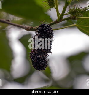 Ein Einzelnester lange Maulbeere (Morus Nigra), bekannt in Brasilien als "Amora" Stockfoto