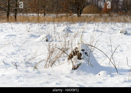 Klumpen Erde genannt Maulwurfshügel, verursacht von einem Maulwurf, unter dem Schnee in einem Feld im winter Stockfoto