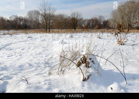 Klumpen Erde genannt Maulwurfshügel, verursacht von einem Maulwurf, unter dem Schnee in einem Feld im winter Stockfoto